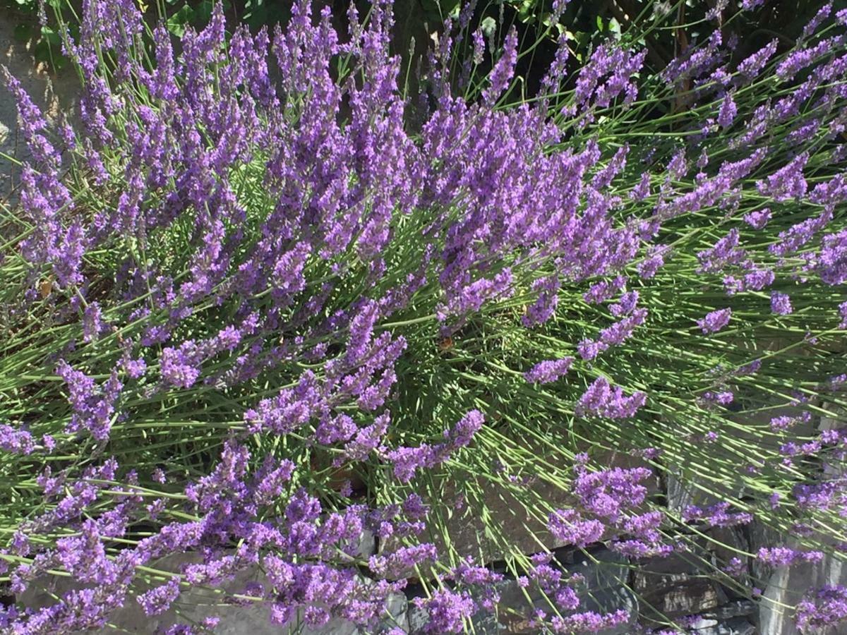 Maison Casa Lavanda Bellagio Bagian luar foto